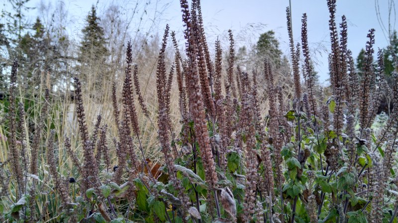 Teucrium hyrcanicum 'Purple Tails' Дубровник гирканский